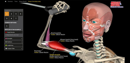 Strength Training by Muscle & Motion PC screenshot Strength Training by Muscle & Motion PC screenshot