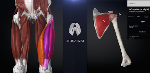 Anatomyka - Interactive 3D Human Anatomy PC screenshot Anatomyka - Interactive 3D Human Anatomy PC screenshot