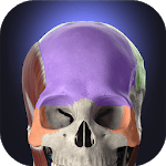 Anatomyka - Interactive 3D Human Anatomy for PC