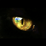 New Catcheye Plus for PC