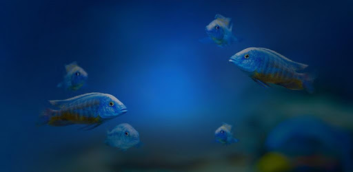 FluvalSmart PC screenshot
