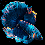 Betta Fish Live Wallpaper FREE for PC