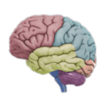 3D Brain for PC